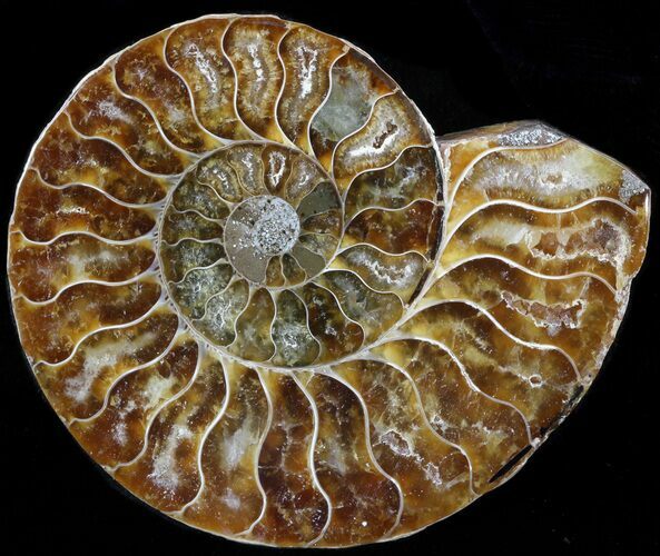 Agatized Ammonite Fossil (Half) #39624